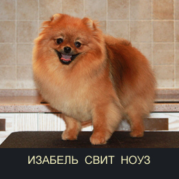 ���������� ����