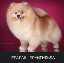 ����������� ����